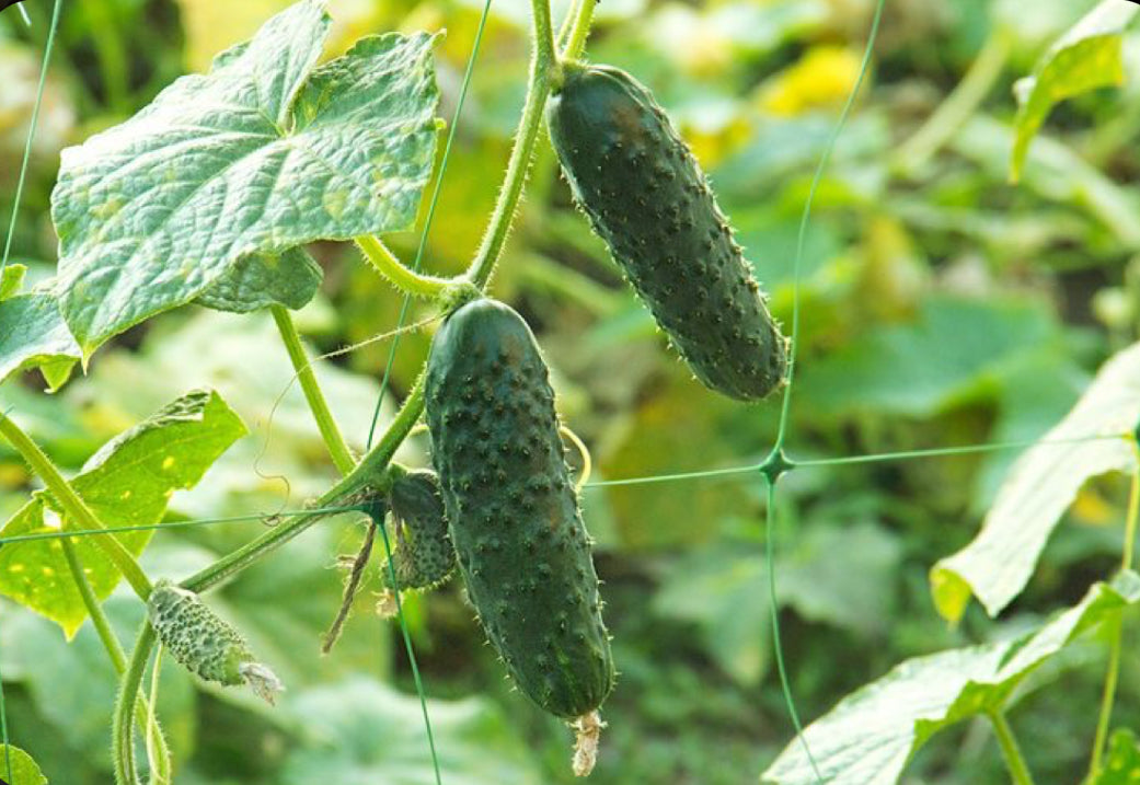 Castraveți Românești 🥒
