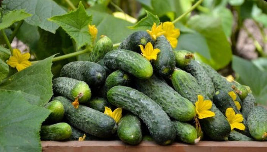 Castraveți Românești 🥒
