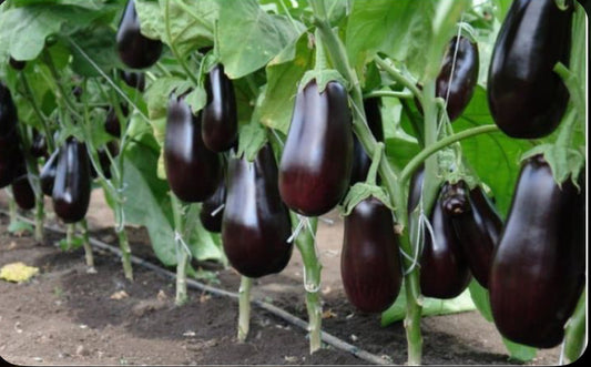 Vinete Românești