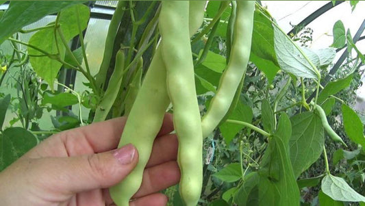 Fasole Verde (Păstăi) Românească